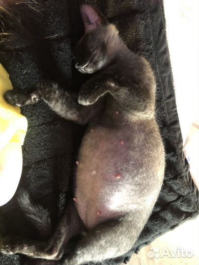 Котята донского Сфинкса