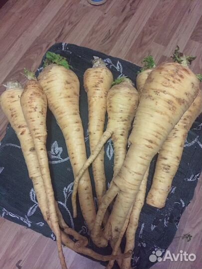 Семена и корни пастернака, корни хрена