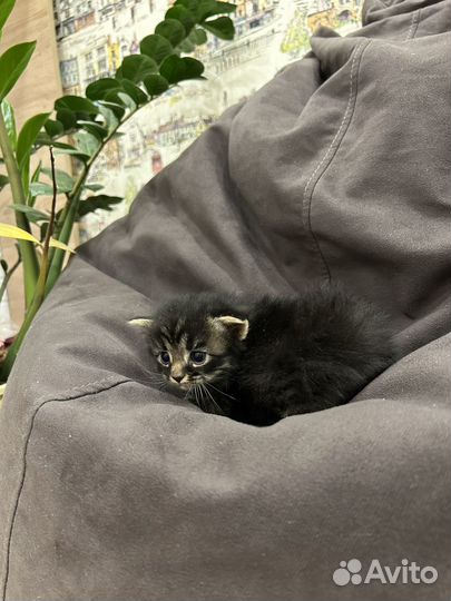 Отдам в добрые руки котят