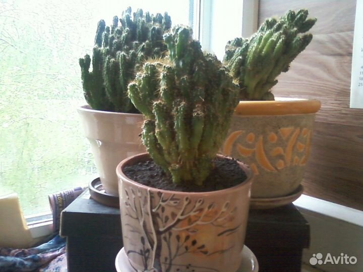 Подарочные кактусы 