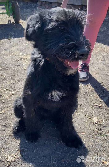 Ризеншнауцер