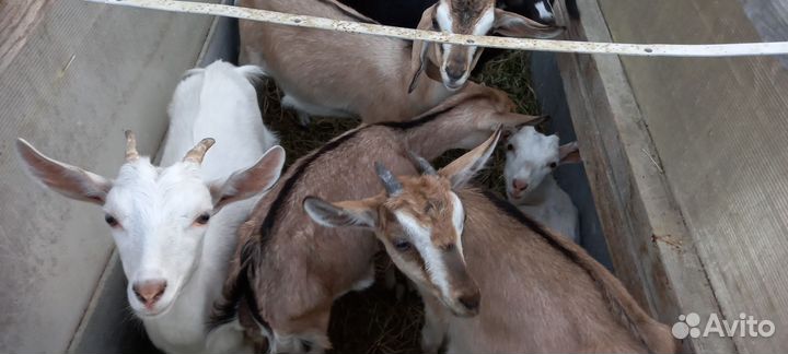 Козочки,козлята