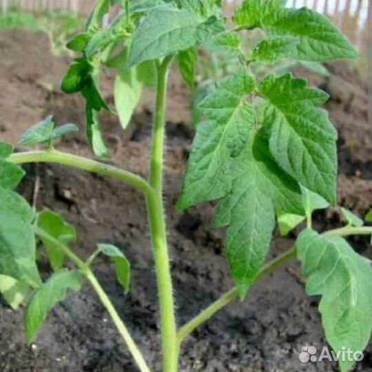 Рассада помидор и перца