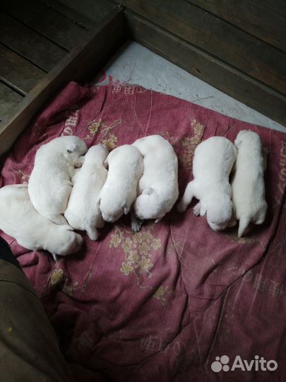 Щенки Лабрадора