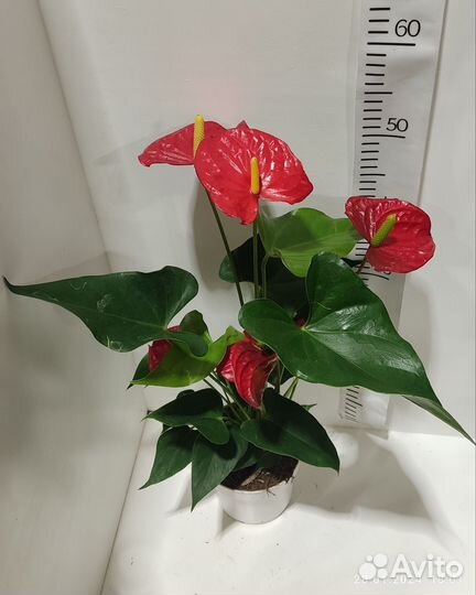 Антуриум микс