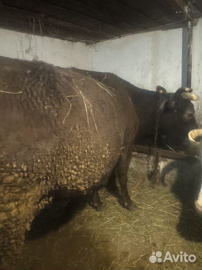 Глубокостельная корова