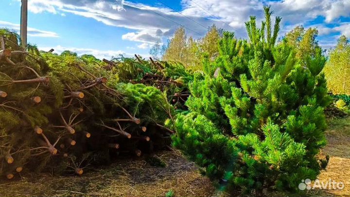 Елки сосны новогодние оптом