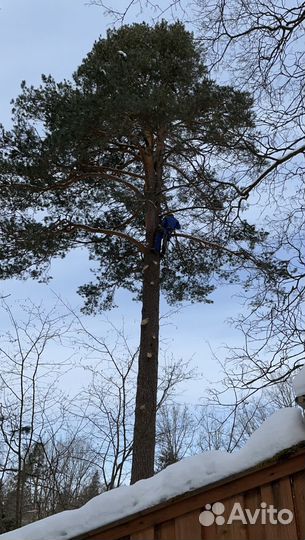 Валка деревьев, обрезка ветвей