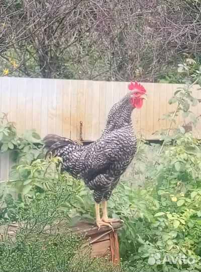 Молодые петушки 6 мес
