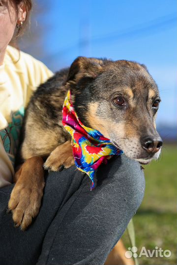 Старая собака Серхио в добрые руки