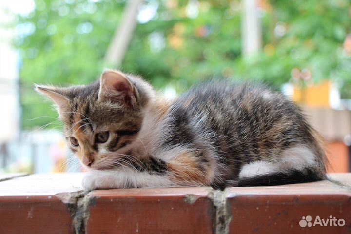 Котята в дар