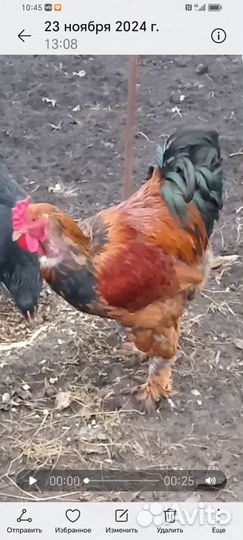 Петух порода Брама