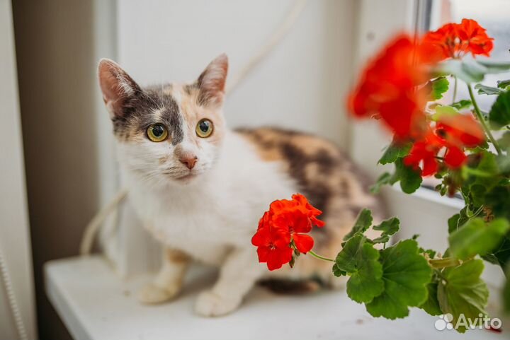 Кошечка Люба в добрые руки