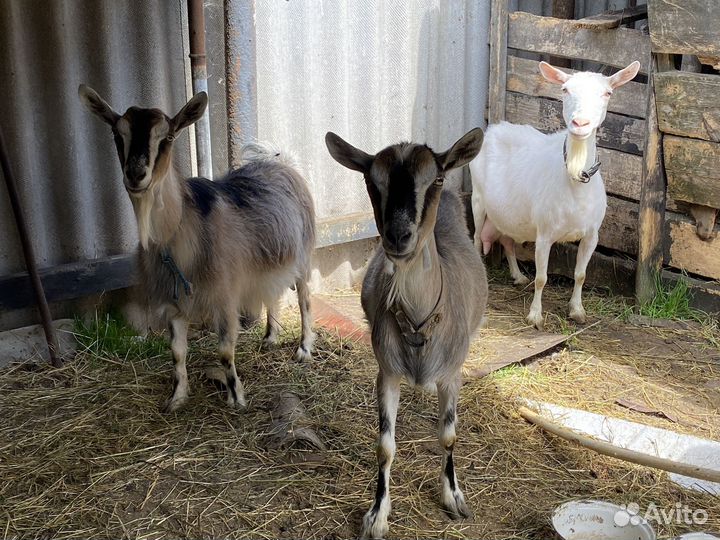 Козы дойные