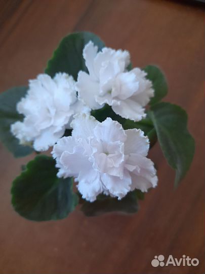 Сортовая фиалка