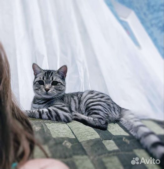 Кот в добрые руки