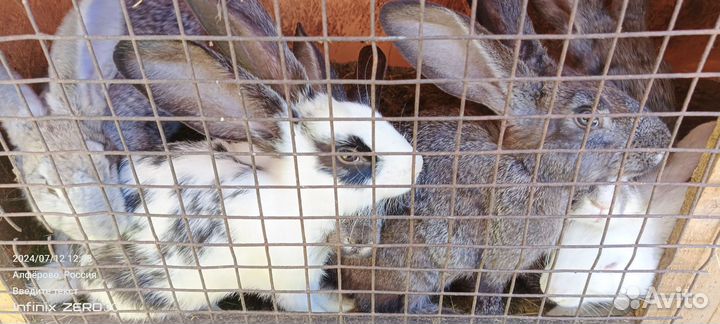 Кролики мясных пород