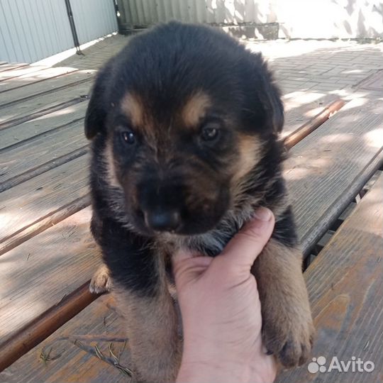 Щенки немецкой овчарки