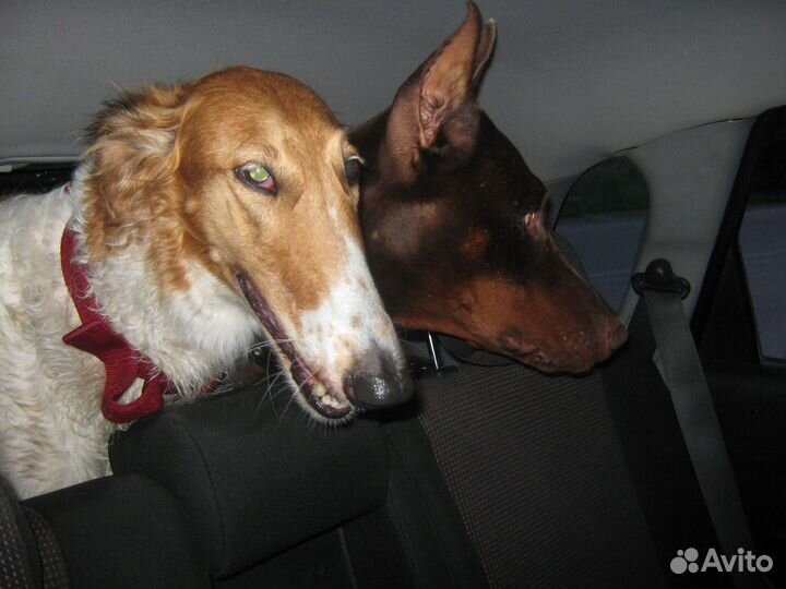 Перевозка собак, кошек