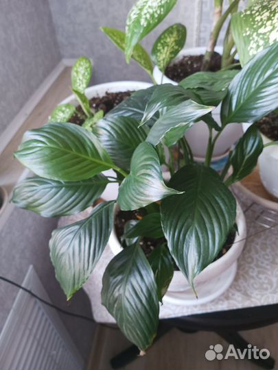 Цветы комнатные