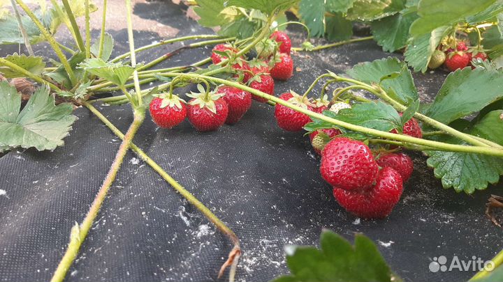 Рассада клубники