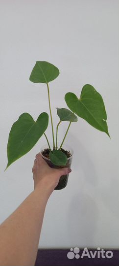 Антуриумы (низ растения)