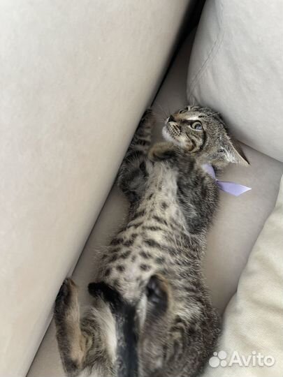 Котенок 2 месяца