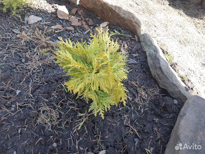 Туя западная Амбер Глоу и Рейнгольд