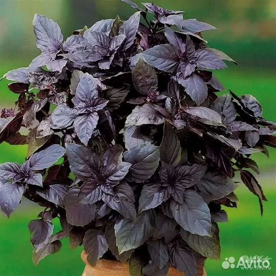 Базилик фиолетовый семена