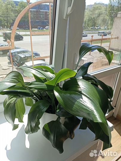 Эухарис амазонская лилия луковицы