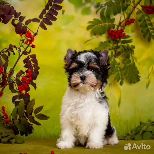 Щенок бивер терьер