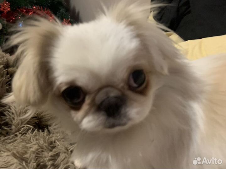 Передержка маленьких и средних собак