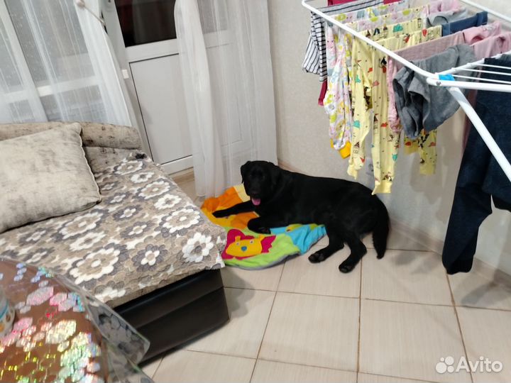 Щенок лабрадора