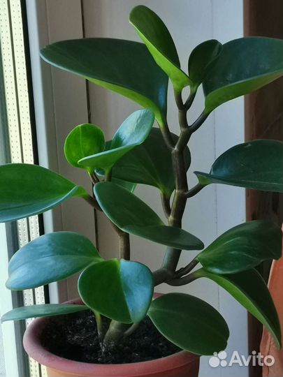 Пеперомия с бесплатной доставкой