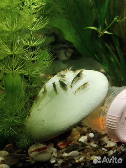 Продам креветок аквариумных