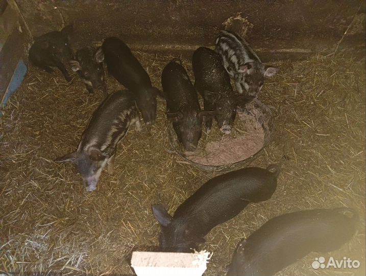 Поросята мангалица