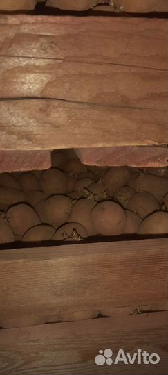 Семенной картофель аризона 2рс