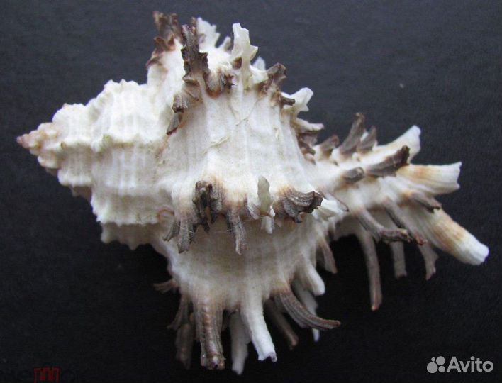 Раковины Ракушки для аквариума