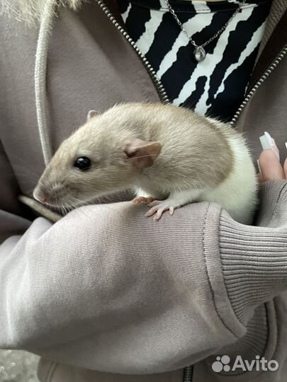 Крыса с клеткой