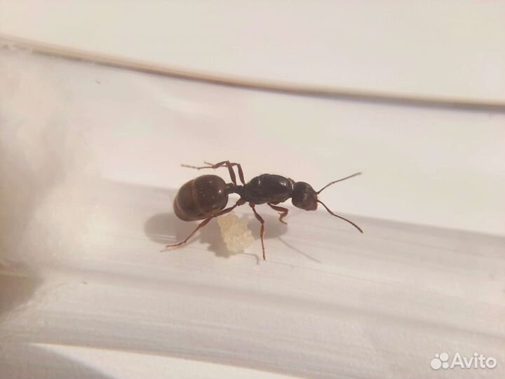 Муравьи Messor Structor, Camponotus nicobarensis