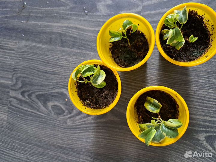 Фикусы бенджамина Де Гантель, Керли, Иренк