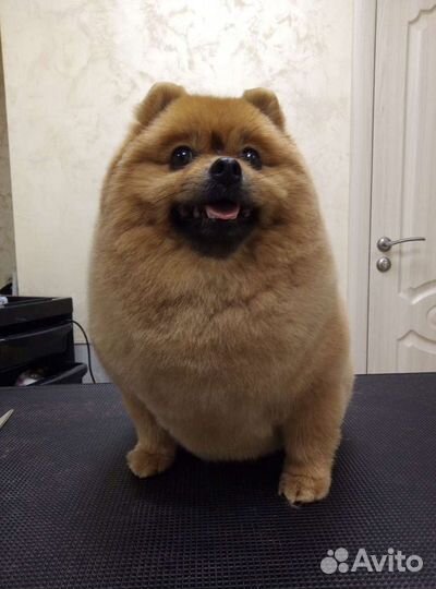 Стрижка собак и кошек