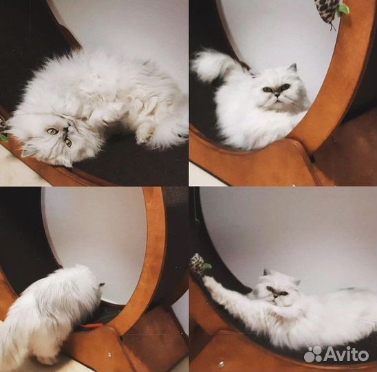 Беговое колесо для кошек