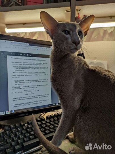 Ориентальный кот вязка