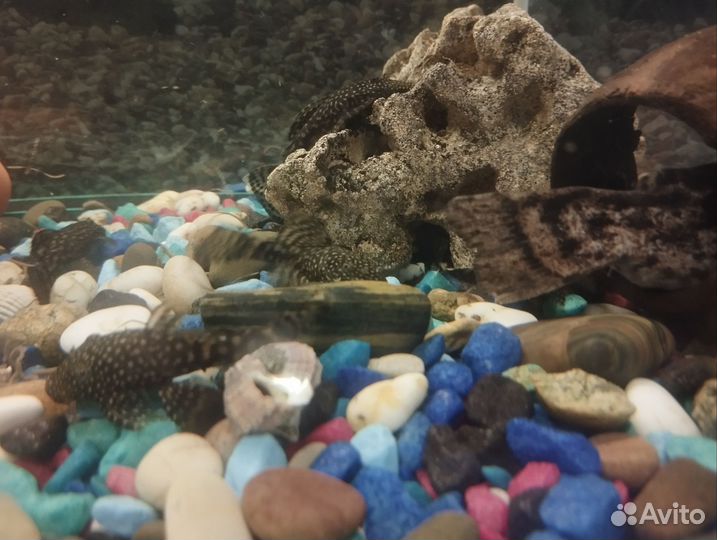 Аквариумные рыбки