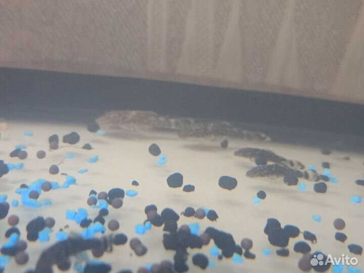 Сомики присоски