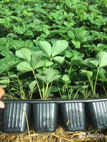 Рассада земляники садовой (клубники)