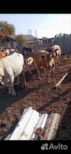 Коровы бычки тёлки