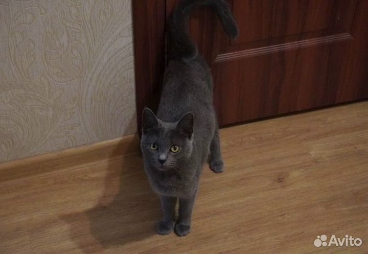 Кошечка ищет дом