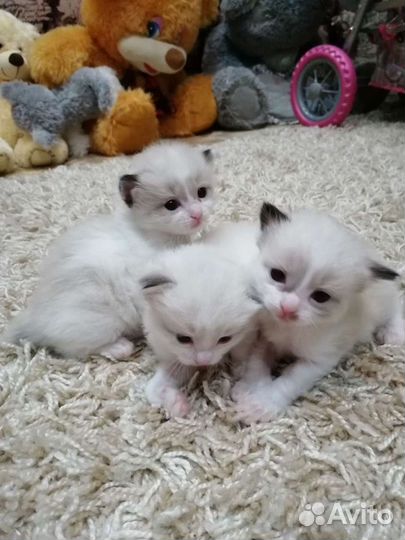 Кошки матрёшки рэгдолл